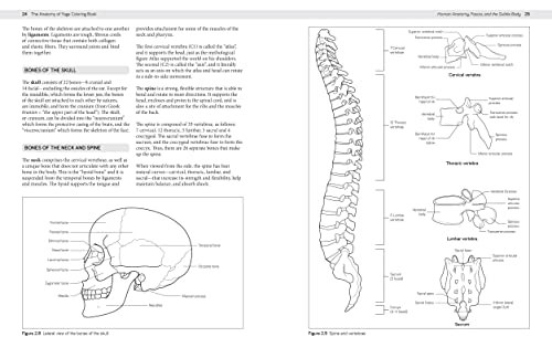 The Anatomy of Yoga Coloring Book: Learn the Form and Biomechanics of More Than 50 Asanas