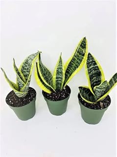 Superba Robusta Snake Plant 3pack Sanseveria - Impossible to Kill! 4" Pot