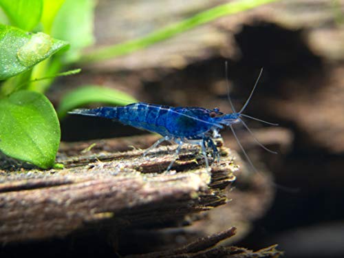 Aquatic Arts 5 Live Freshwater Dream Blue Velvet Shrimp (Neocaridina davidi) - Breeding Age Adults...