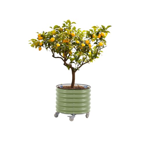 Image of Rolling Citrus Tree Planter Gen 3, Self-Watering 24 inch Wide Round Large Plant Pots for Lemon Trees Tomatoes Flowers, Raised Garden Beds with Wheels for Outdoor Patio Porch, 30 Gallon, Olive Green