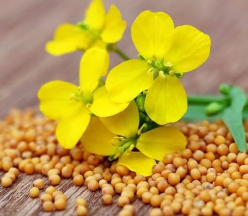 SeedsUP - 500+ Seeds Mustard - Vegetable White - Image 3