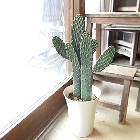 Amazon サボテン 墨烏帽子 スミエボシ 2本立ち 6号鉢サイズ 鉢植え 観葉植物 オンライン通販