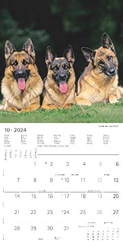 Hunde 2024 - Broschürenkalender 30x30 cm (30x60 geöffnet) - Kalender mit Platz für Notizen - Dogs - Bildkalender - Wandkalender - Hundekalender