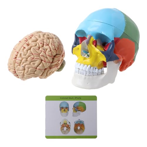 Modèle de tête adulte coloré 1:1 avec anatomie de la tige pour études médicales