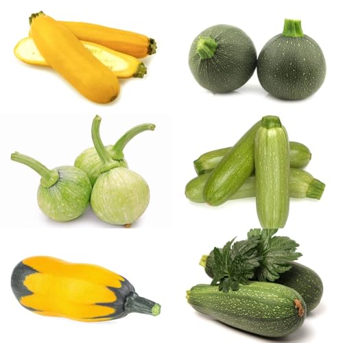 Semi di zucchine - perenni Cucurbita pepo - semi da giardino vecchi semi di resistenti per il giardino 120pcs