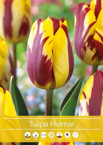 7 Bulbi di Tulipani Helmar | tulipani gialli e rossi | tulipani rembrandt | bulbi autunnali | calibro 11/12 cm | MY PLANTIS | spediti da Italia