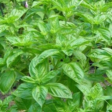Greenwise Lemon Tulsi Live Plant | Kitchen Garden Herb | Holy Lemon Basil | Medicinal Plant | Lemon Basil Live | Plant with Pot (Lemon) (B09FYCSPCD) Amazon Price History, Amazon Price Tracker