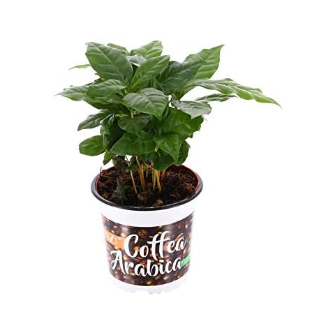 Coffee Arabica Plant in 12cm Pot Approximately 10-15cm Tall Exc Pot (Live Plants) Cover