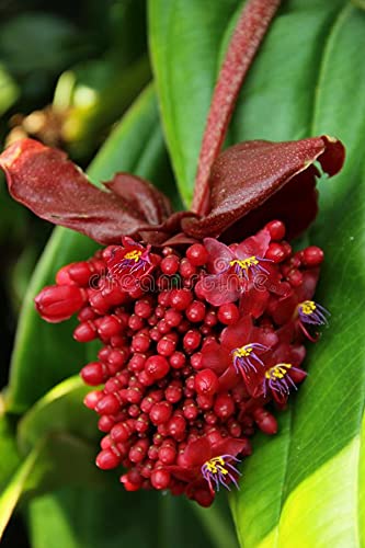 ROYAL LAND Rare Indoor Deep Red Medinilla Flower Plant Medinilla Magnifica Malaysian Orchid Rose Grape 1 Healthy Live Plant (B0BNPR1MFQ) Amazon Price History, Amazon Price Tracker