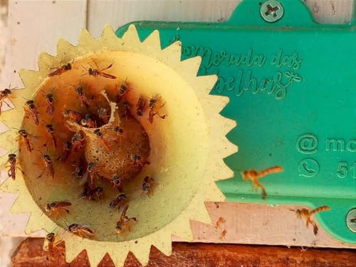 Kit Primeiros Passos para Criar Abelha Sem Ferrão Caixa 04 módulos