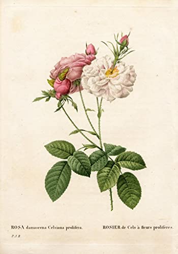 Affiche Toile Rosa Damascena Var Redouté 60x90cm Décoration Salon