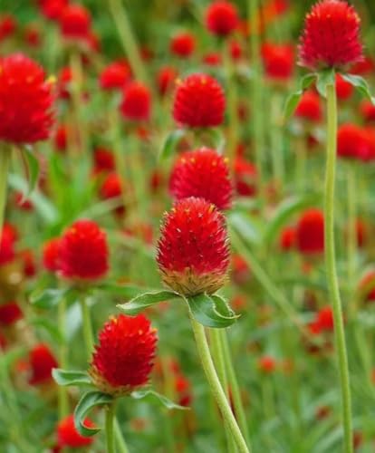 100PCS Extra Rare Flower Red Gomphrena Globosa Seeds