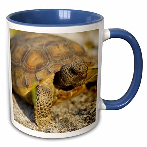 3dRose Gopher Tortoise, Florida, USA 15oz Two-Tone Blue Mug