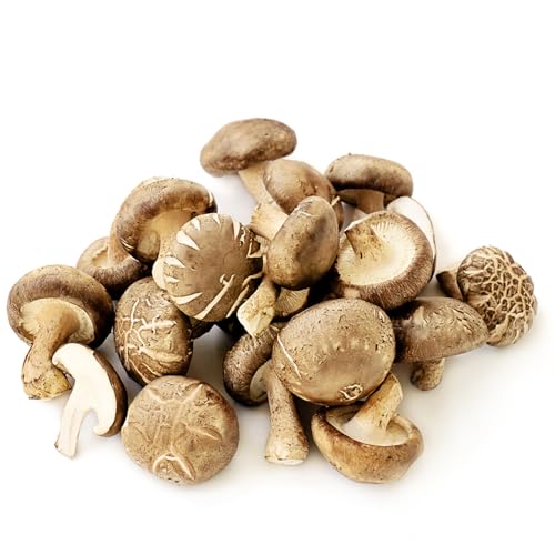 Hongos shiitake orgánicos - semillas semillas organicas -Serie de plantas raras- plantas vegetales semillas de hongos semillas de hortalizas para balcones Planta decorativa Hongos 250pcs
