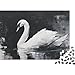 Imagen de Rompecabezas para Adolescentes 1000 Swan Art Print Rompecabezas DIY Juguetes Difícil Oferta Difícil como Regalos para Toda La Familia 38x26cm