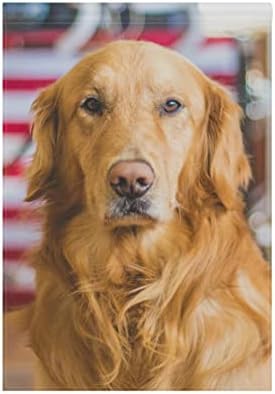 Hokkien Cool Golden Retriever Garden Flag Banner 12 x 18 Inch Decorative Garden Flag for Outdoor Lawn and Garden Home Décor Double-Sided