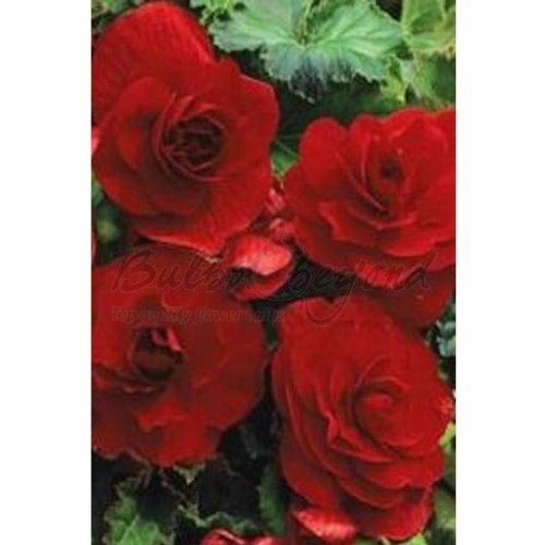 Bulbs & beyond 30 Tubérculos de Begonia (de Flor Doble) Rojo - Envío Incluido Cover