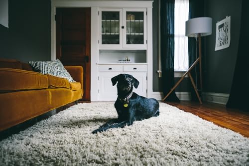 Oxiclean 757037950302 ® Carpet Pet Stain Remover 24Oz thumb #5