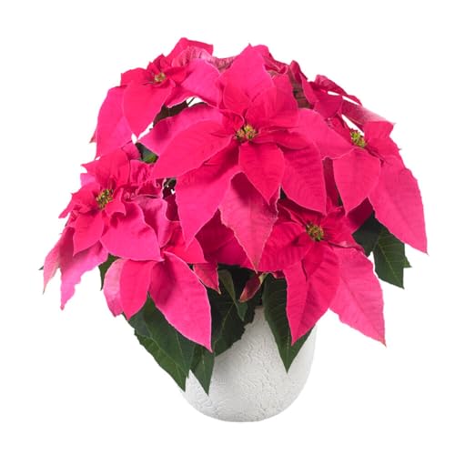 Flor de Navidad Rosa DECOALIVE Planta Natural para Decorar en Épocas Navideñas