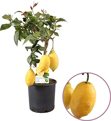 DECOALIVE Limonero 4 Estaciones Árbol Frutal Natural