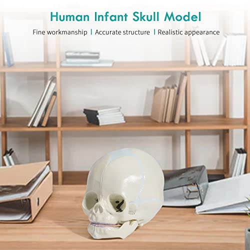 Image of Human Infant Skull Model - Fetus Skull Anatomy Baby Skull Model Life Size