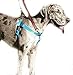 2 Hounds Design Freedom No Pull Dog Harness with Leash, Adjustable Gentle Comfortable Control for Easy Dog Walking, for Small Medium and Large Dogs, Made in USA