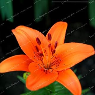 3: Lilie Samen Seltene Lilium Brownii Blume Gartenpflanze Reinigen Die Luft Bonsai Topfpflanze Für Hausgarten 50 Stücke: Only Seeds