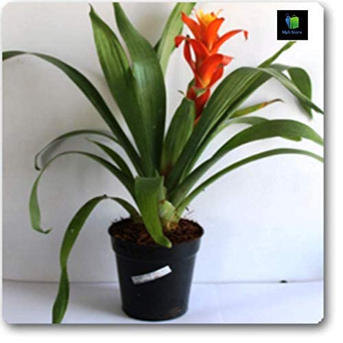 Mphmi Guzmania (Orange) - Plant (Plant Height 4 inches, Pack of 1) (B08SWP3TTW) Amazon Price History, Amazon Price Tracker