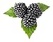 Brombeere 'Triple Crown' – Rubus fruticosus, dornenlose Beerenpflanze, reich tragend, winterhart, pflegeleicht, Obstpflanze im Topf 20-30 cm, ideal für Garten & Kübel