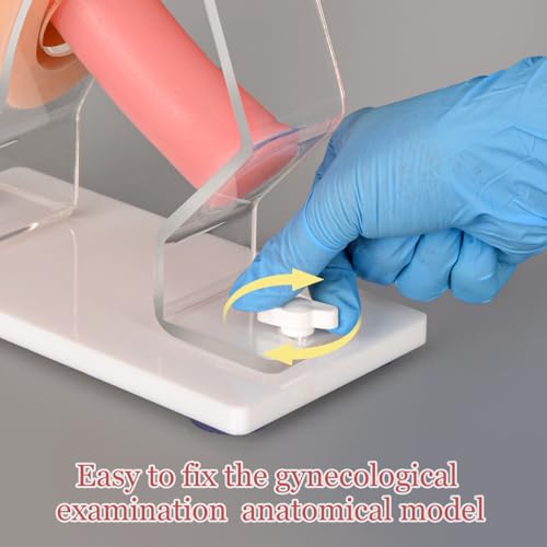 Image of Gynecological Examination Model, Vaginal Training Model for Science Teaching, Anatomical Model of Pelvic Health for Medical Students