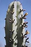 geometrizans Myrtillocactus, cactus de semillas cactus 20 semillas