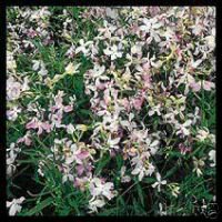 Notte A Tangeri Sapone Profumato - Edizione Limitata Con Scatola In Latta