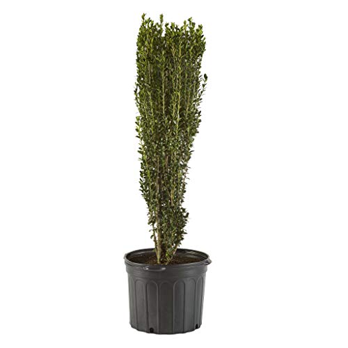 1 Gallon Holly Sky Pencil Shrub
