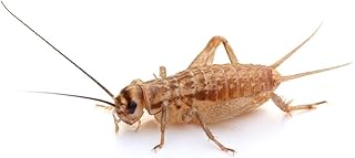Cricket Medium Tin Pack of 60 | Live Food Insects | Feed Animals for Reptiles, Birds product image