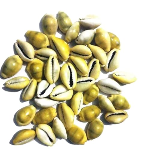 jaisakshi Lakshmi Peeli/Yellow Kawri Kodi Peeli Cowrie Sea Shell | Laxmi and Diwali Pooja Article Kaudi Shells (Natural Yellow) - Set of 11