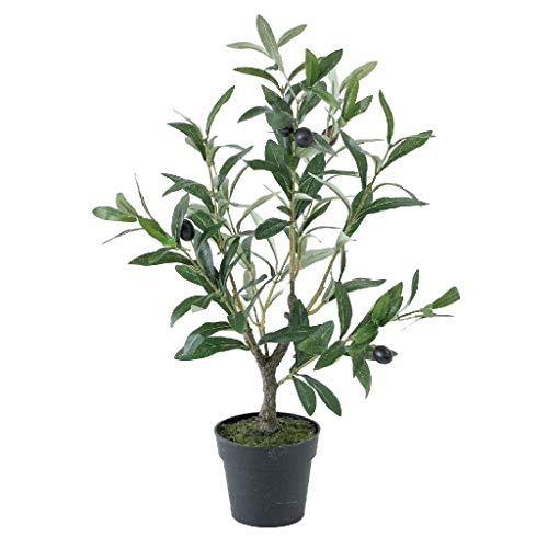 観葉植物 オリーブ 鉢植えの人気商品 通販 価格比較 価格 Com