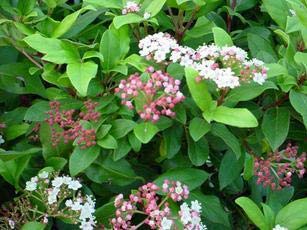 5X Large Viburnum TINUS Plants - Evergreen Garden Shrub - 2L