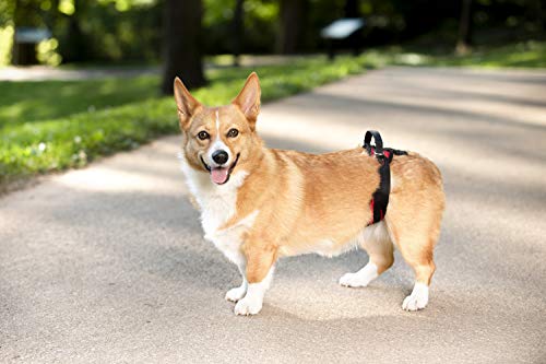 Petsafe Carelift Rear Support Harness - Lifting Aid With Handle - Great For Pet Mobility And Older Dogs - Comfortable, Breathable Material - Easy To Adjust - Medium, Carelift #TOP2