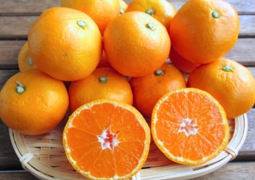 YnIZNgy܁`݂z 󂠂 B݂  k ƒp QY a̎RY  Y  (1.5kgij)