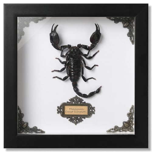 TOHTOFN Real Giant Scorpion Preserved Framed,Large Beetle Bug Shadow Box
