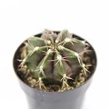 25 Seeds Gymnocalycium Mihanovichii Succulent Cactus Plant Garden Cacti