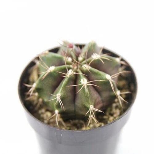 25 Seeds Gymnocalycium Mihanovichii Succulent Cactus Plant Garden Cacti #TOP18