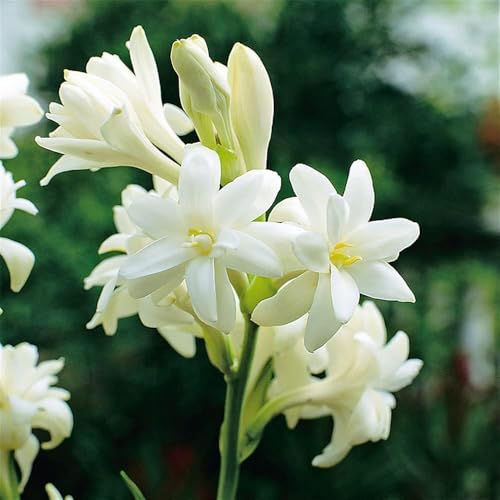 Image of Double Rajnigandha (Double Tuberose) Flower Bulbs | Highly Fragrant Double White Flowers | Long Blooming Perennial | Ideal for Landscaping, Gardens & Commercial Plantation | Pack of 10000