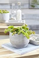 Bloomique - 2er-Set - Sarracenia Juthatip Soper - Schlauchpflanze - Fleischfressende Pflanze - Höhe 15-25 cm - Topf 12 cm – Ansicht 8
