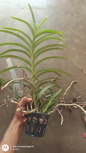 vanda orchid flower plant