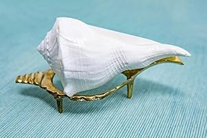 Samyuktha Dakshinavarthi Muschelhorn (5,1 cm) mit Ständer