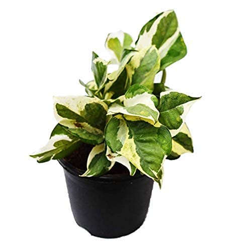 JooGTooK Good Luck Air Purifying Njoy Money Plant in White Ripple Ceramic Pot (B0B3J7WZLM) Amazon Price History, Amazon Price Tracker
