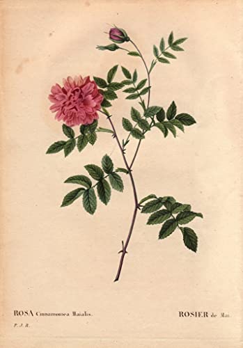 Tableau Botanical Board Flower Rose par Redouté Décoration Chambre 60x90cm