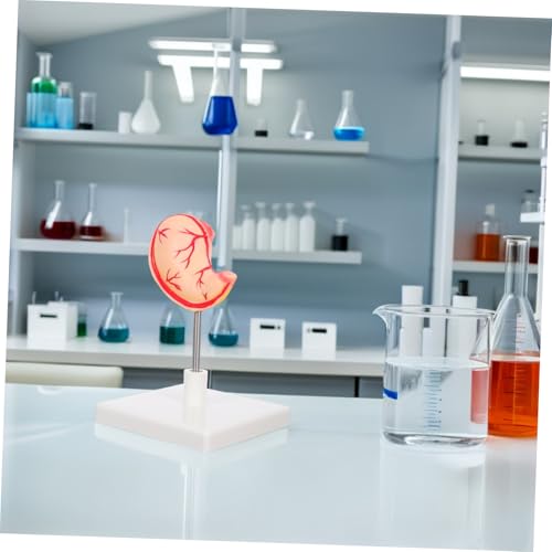 Modèle anatomique de estomac humain pour cours de sciences et démonstrations médicales - 4