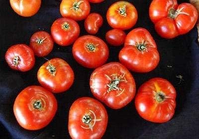 Tomate Pantano Romanesco - reliquia romana - Muy y delicioso (25 - Semillas)